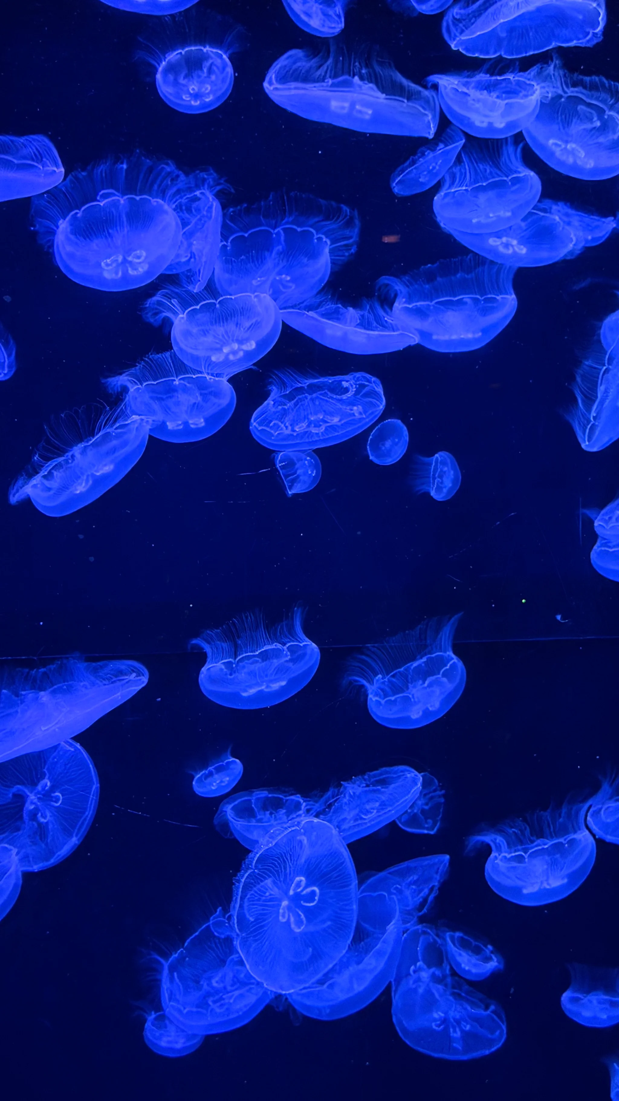 沖縄のレンタカー旅行